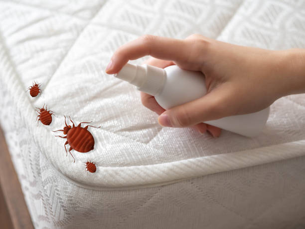 Best Emergency Pest Control  in Elmira, NY